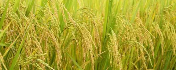 黄麒麟慈鲷好不好养，新手老手都可以饲养