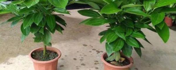 海星的进食方式，会伸出胃袋包裹猎物、然后慢慢消化