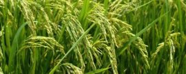 生姜种植秘籍，生姜对土壤有较高要求