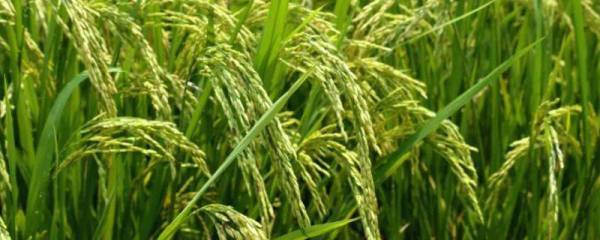 力禾199玉米品种的特性，经鉴定中抗大斑病