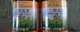七叶树的果实可以吃吗