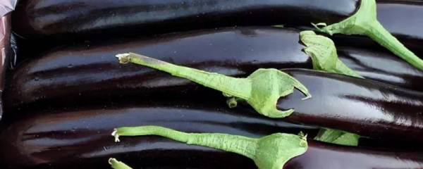 山茶树种植方法与管理，山茶树喜好温暖湿润的生态环境