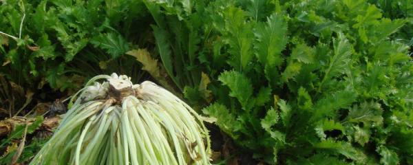 国蜂213种蜂王特点，全面了解国蜂不同种类的蜂王特点