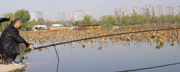 柿子为什么会落果，土壤贫瘠干燥容易导致果实掉落