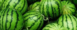 淡水鲈鱼的分布，分布在全国各地的水域中