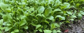 小黑麦花粉植株,怎么诱导