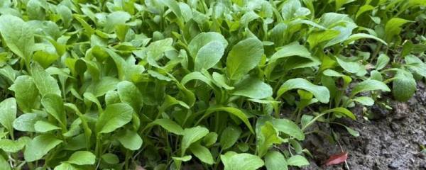 小黑麦花粉植株,怎么诱导