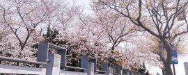 如何限制草地贪夜蛾的数量，可采取诱杀、生物防治、化学防治等多种手段