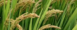 大头菜几月份种合适，一般在8-10月播种