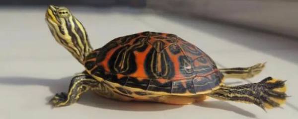 鲤鱼抽筋方法