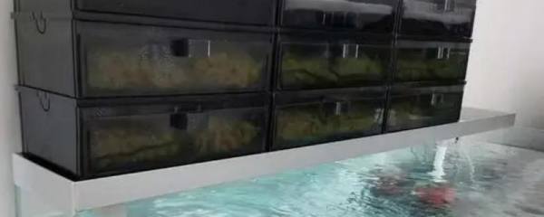 桔园施肥方法，不同方法适用于不同树龄