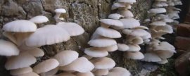 栀子花叶子干枯的原因，怎么解决
