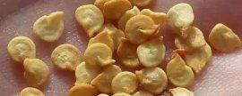 菠菜黄叶是不是发生病害了，土壤、水分、肥料等因素是主要诱因
