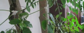 芍药花什么时候种植才能开花