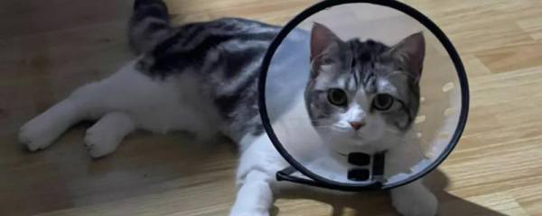 神仙鱼繁殖方法，首先要选择发育成熟的亲鱼