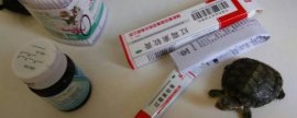 金钱龟如何过冬，有哪些注意事项
