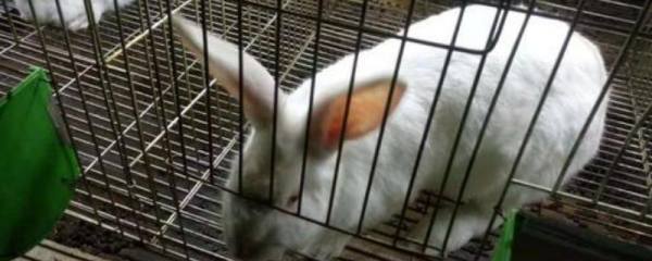 海螺能不能养活，饲养期间要控制盐度