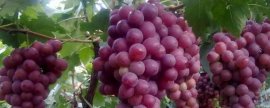 红提葡萄如何施肥，基肥以有机肥料为主