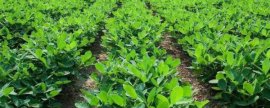 麦套花生怎么施肥，苗期要早施氮肥、结荚期之前要施足磷肥