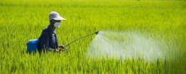 向日葵高产种植与施肥技术探讨