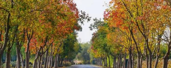 影响甘蔗高产的条件，可在春秋两季进行种植