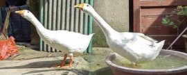 综合治理有害生物的方法，使用杀菌剂、除草剂、杀虫剂可以起到防效