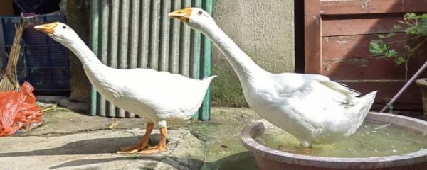 综合治理有害生物的方法，使用杀菌剂、除草剂、杀虫剂可以起到防效