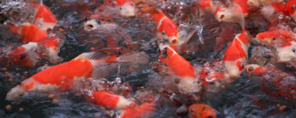 山西猪肉几块钱一斤,市场供求情况