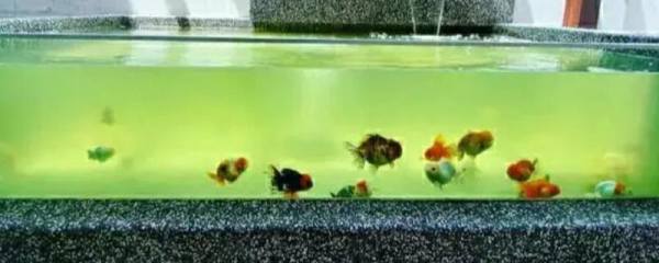 花鲢和鳙鱼的区别，两者属于同一种鱼类