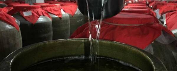 金钱树的寓意和象征风水