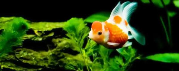 给猫咪驱虫用什么药，体内驱虫和体外驱虫用药不同