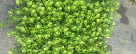 枫叶龟吃什么，动物性食物和植物性食物都可以喂