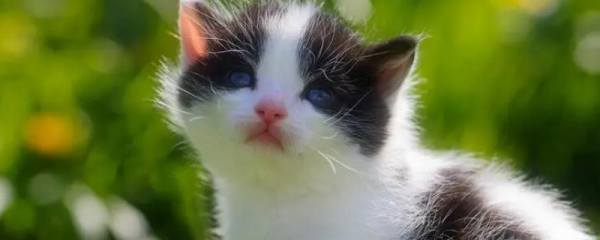 养猫能不能在房间内抽烟，烟味会刺激猫咪并且容易引发疾病