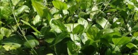 泽泻要种多久才能收获，通常需要1年左右