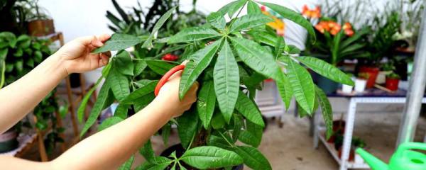 栀子花的花蕾为什么会脱落，长期未接受光照会导致落花掉蕾