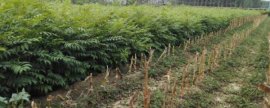 龙脑樟哪里种，适合种植的地理条件