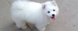 萨摩耶幼犬怎么喂养，断奶期应每天喂四次易消化的狗粮
