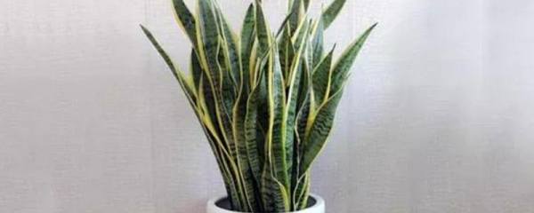 虎皮剑兰的种植方法，对光线和土壤的要求不高