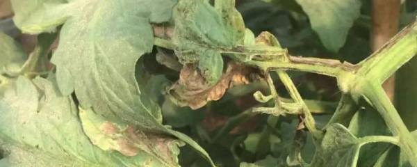 茄子死叶怎么处理，附茄子死叶的原因