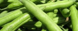 四季豆的施肥时间，3-4月施基肥