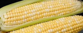 中农大178玉米种子简介，密度4000－4500株/亩