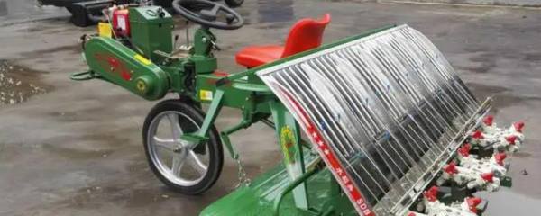 杨梅树修剪时间，分为春剪和秋剪