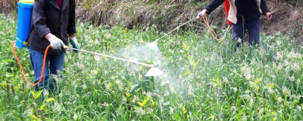 茼蒿播种适温，一般为15-20℃