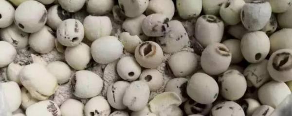 黄芪种植和管理方法