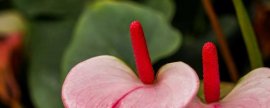 红提葡萄如何种植管理