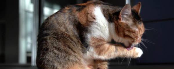 猫不吃化毛膏可以吗，可以不吃但需要其他化毛产品代替
