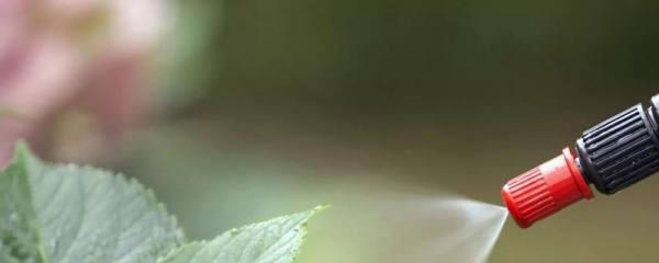 怎么防治核桃褐斑病，春雨来临前要彻底清园