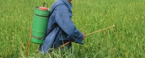 松花菜生长温度条件，应该保持在多少度左右
