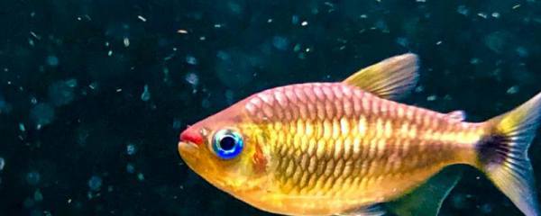 海棠果树苗，优质海棠果树苗供应商推荐