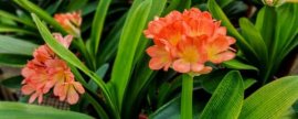 吉祥花是指什么植物，通常指君子兰和虎皮兰等花卉